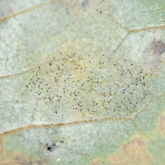 Erysiphe abbreviata