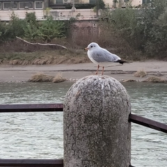 Chroicocephalus ridibundus