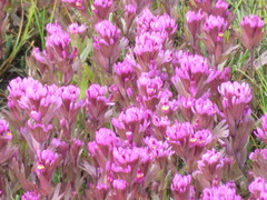 Castilleja ambigua humboldtiensis