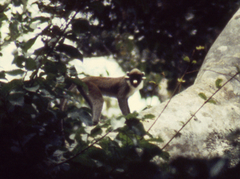 Cercopithecus petaurista