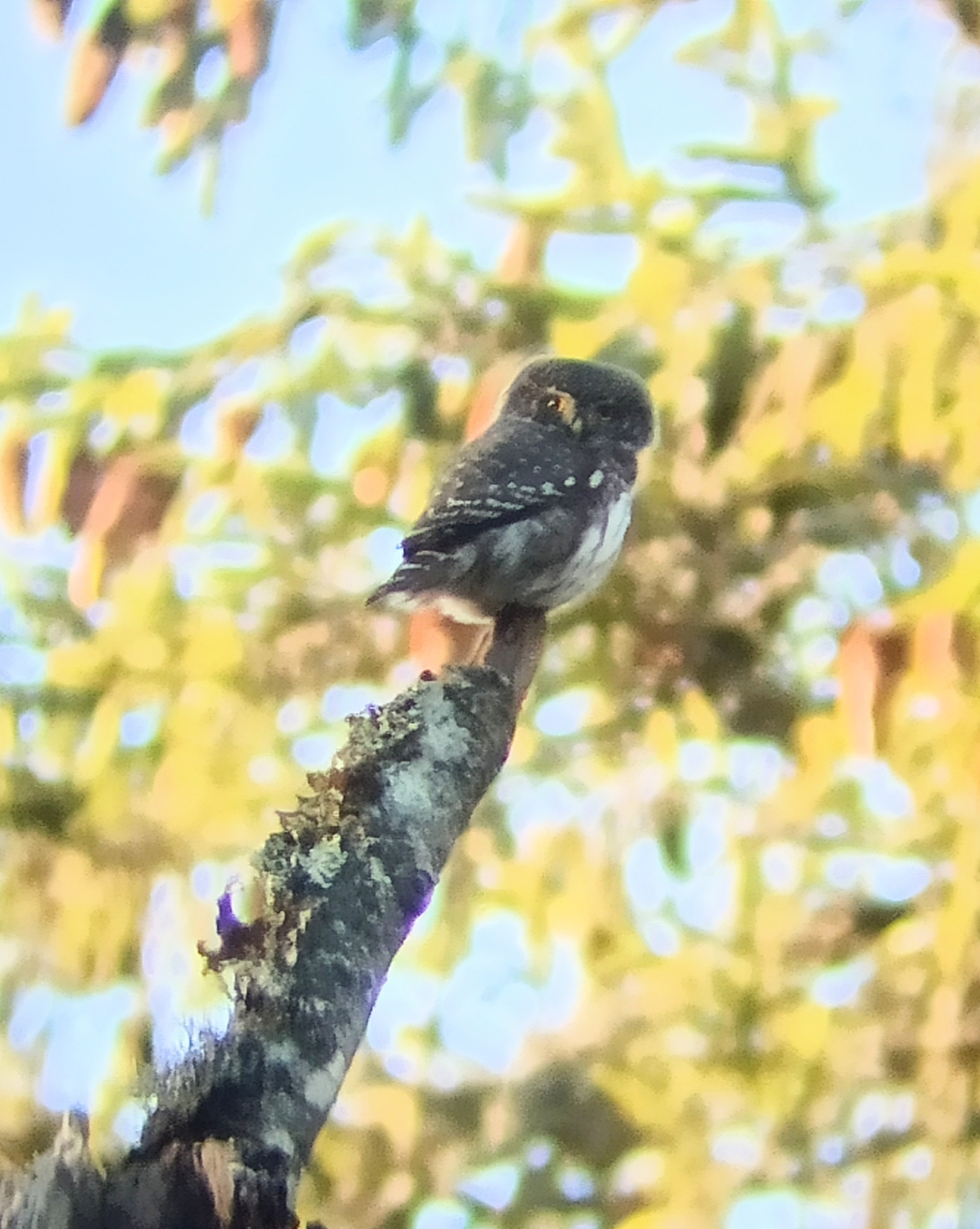 Eurasian Pygmy Owl