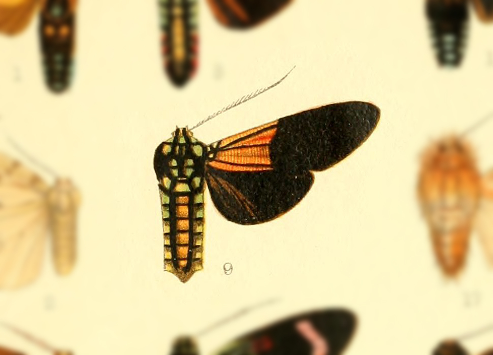 Belemnia mygdon