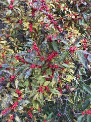 Ilex verticillata