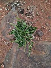 Ledebouria inquinata