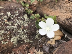 Pavonia leptocalyx