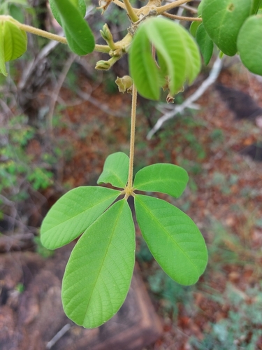 Image of Vitex pooara by (c) Manuel R Popp, some rights reserved (CC BY)