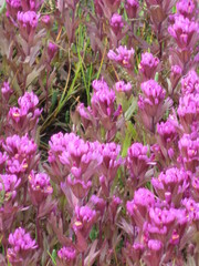 Castilleja ambigua humboldtiensis