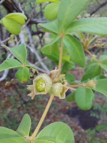 Image of Vitex pooara by (c) Manuel R Popp, some rights reserved (CC BY)