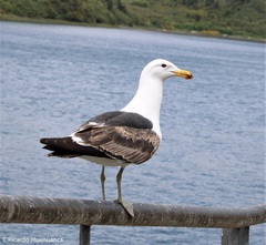 Larus dominicanus
