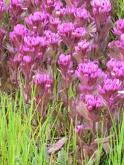 Castilleja ambigua humboldtiensis
