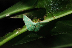 Comostola meritaria
