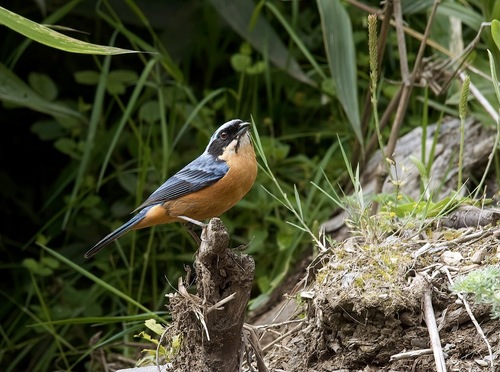 Chestnut-bellied Mountain-Tanager