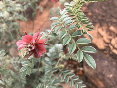 Indigofera mollicoma