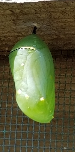 Monarch photographed in Alabama