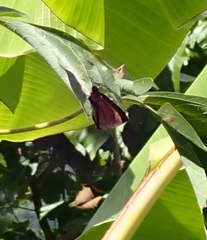 Ephyriades arcas