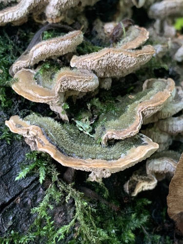 Mossy Maze Polypore