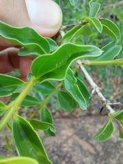 Strychnos spinosa