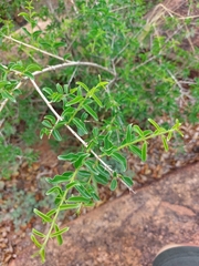 Strychnos spinosa