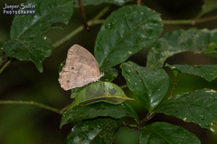 Pseudodebis valentina