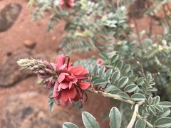 Indigofera mollicoma