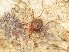Erythraeoidea