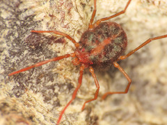 Erythraeoidea