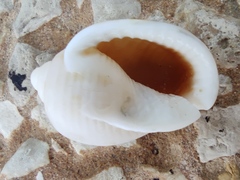 Semicassis undulata