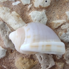 Semicassis undulata
