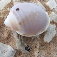 Semicassis undulata
