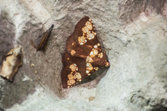 Saroba pustulifera