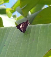 Ephyriades arcas