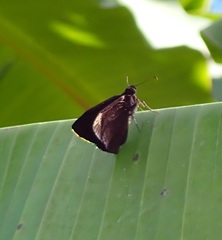 Ephyriades arcas