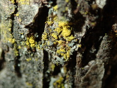 Candelariella xanthostigma