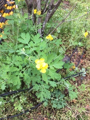 Chelidonium asiaticum