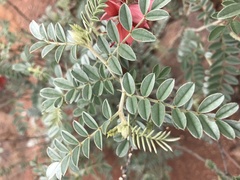 Indigofera mollicoma