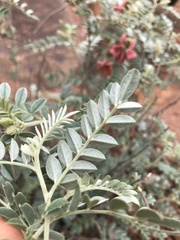 Indigofera mollicoma