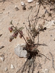 Hermannia abrotanoides