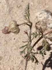 Hermannia abrotanoides