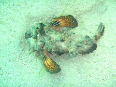 Inimicus filamentosus