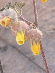 Hermannia abrotanoides