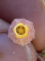 Hermannia abrotanoides