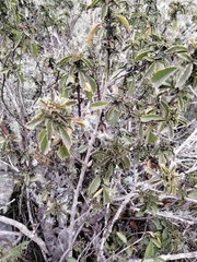 Bridgesia incisifolia