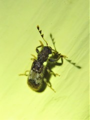 Pelonium leucophaeum