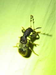 Pelonium leucophaeum