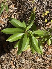 Gordonia lasianthus