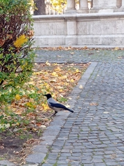 Corvus cornix