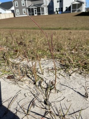 Eremochloa ophiuroides