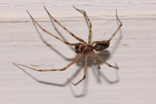 Megalepthyphantes