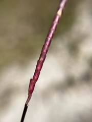 Eremochloa ophiuroides