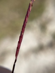 Eremochloa ophiuroides